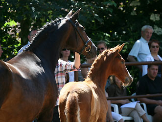 Tavolara and her colt Tarvisio by Freudenfest