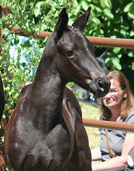 Filly by Exclusiv out of Gwendolyn by Maestro