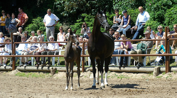 Ballerina by Kostolany with her black colt by Shavalou