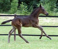 Trakehner Hengstfohlen von Summertime u.d. Schwalbenflair v. Exclusiv - Trakehner Gest�t H�melschenburg - Beate Langels