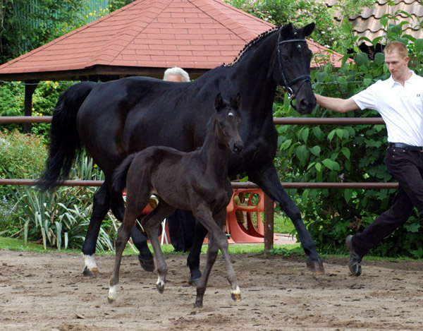 Trakehner Stutfohlen von Exclusiv u.d. Herzsopran v. Hohenstein - Radom, Zchterin: Julia Krhe