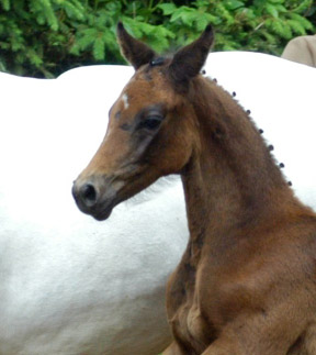 Hengstfohlen von Summertime - Herzzauber, Foto: Beate Langels
