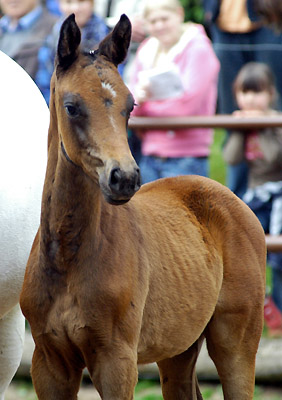 Hengstfohlen von Summertime - Herzzauber, Foto: Beate Langels