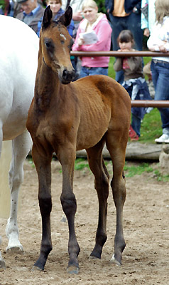 Hengstfohlen von Summertime - Herzzauber, Foto: Beate Langels