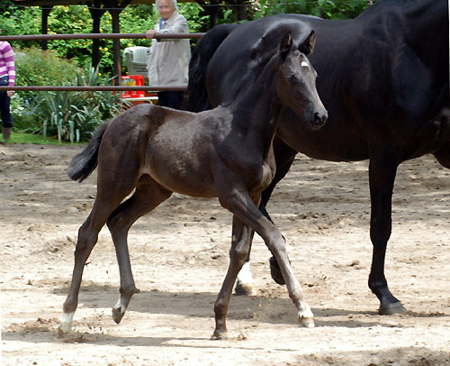 Trakehner Stutfohlen von Exclusiv u.d. Herzsopran v. Hohenstein - Radom, Zchterin: Julia Krhe