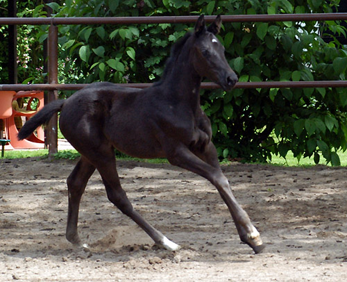 Trakehner Stutfohlen von Exclusiv u.d. Herzsopran v. Hohenstein - Radom, Zchterin: Julia Krhe