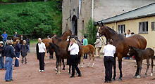 Fohlenschau in Hmelschenburg 30. Mai 2010