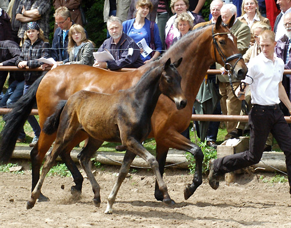 Takehner Stutfohlen von Insterburg u.d. Prmien- u. Staatsprmienstute Karena v. Freudenfest, Gestt Hmelschenburg - Beate Langels