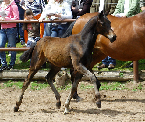 Takehner Stutfohlen von Insterburg u.d. Prmien- u. Staatsprmienstute Karena v. Freudenfest, Gestt Hmelschenburg - Beate Langels