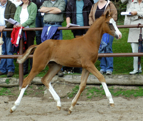 Trakehner Stutfohlen von Freudenfest u.d. Kornblume v. Summertime - Foto: Beate Langels, Gestt Hmelschenburg