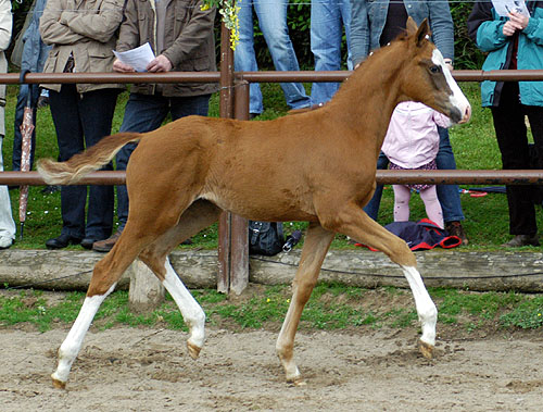 Trakehner Stutfohlen von Freudenfest u.d. Kornblume v. Summertime - Foto: Beate Langels, Gestt Hmelschenburg