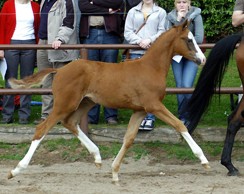 Trakehner Stutfohlen von Freudenfest u.d. Kornblume v. Summertime - Foto: Beate Langels, Gestt Hmelschenburg