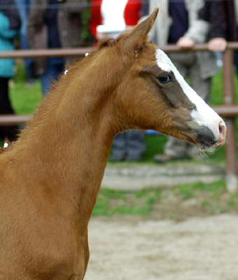 Trakehner Stutfohlen von Freudenfest u.d. Kornblume v. Summertime - Foto: Beate Langels, Gestt Hmelschenburg
