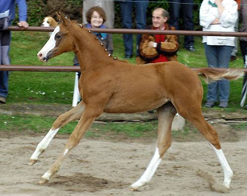 Trakehner Stutfohlen von Freudenfest u.d. Kornblume v. Summertime - Foto: Beate Langels, Gestt Hmelschenburg