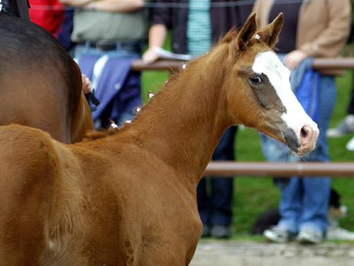 Trakehner Stutfohlen von Freudenfest u.d. Kornblume v. Summertime - Foto: Beate Langels, Gestt Hmelschenburg