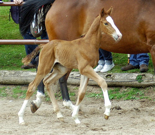 Trakehner Hengstfohlen von Freudenfest u.d. Rondesvous v. Kostolany