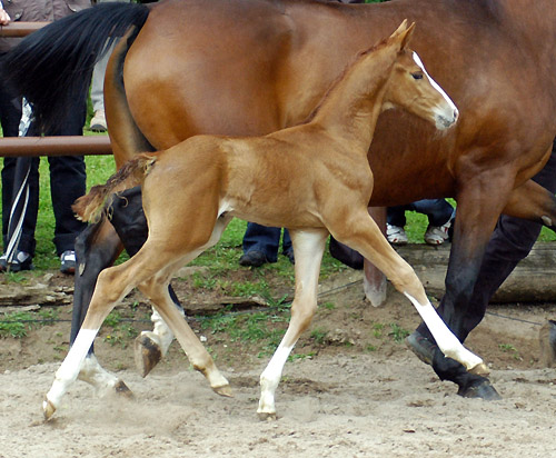 Trakehner Hengstfohlen von Freudenfest u.d. Rondesvous v. Kostolany