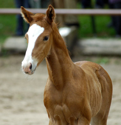 Trakehner Hengstfohlen von Freudenfest u.d. Rondesvous v. Kostolany