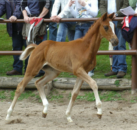 Stutfohlen von Kostolany u.d. Erina v. Caprimond - Falke