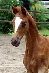 Filly by Kostolany out of Erina by Caprimond, Foto: Beate Langels