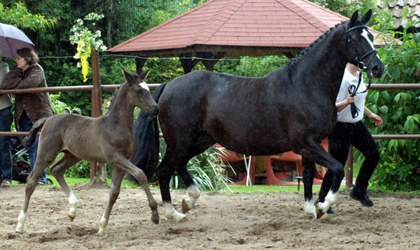 Trakehner Rapphengst von Shavalou u.d. Greta Garbo v. Alter Fritz - Foto: Beate Langels, Gestüt Hämelschenburg