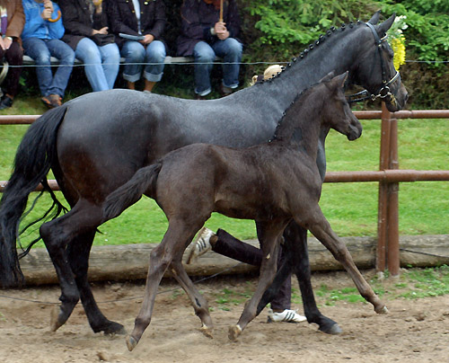 Trakehner Hengstfohlen von Showmaster u.d. Pr. u. StPrSt. Hillery v. Mnchhausen - Foto: Beate Langels, Gestt Hmelschenburg
