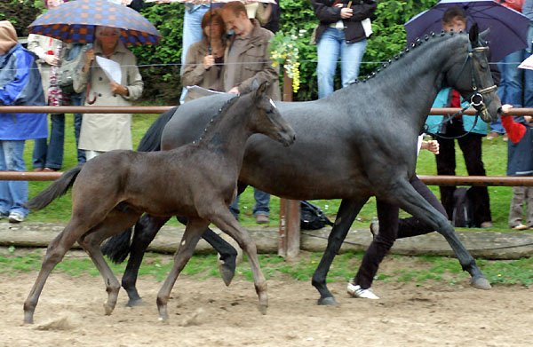 Trakehner Hengstfohlen von Showmaster u.d. Pr. u. StPrSt. Hillery v. Mnchhausen - Foto: Beate Langels, Gestt Hmelschenburg