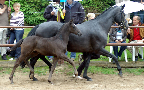 Trakehner Hengstfohlen von Showmaster u.d. Pr. u. StPrSt. Hillery v. Mnchhausen - Foto: Beate Langels, Gestt Hmelschenburg