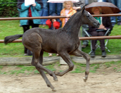 Trakehner Hengstfohlen von Showmaster u.d. Pr. u. StPrSt. Hillery v. Mnchhausen - Foto: Beate Langels, Gestt Hmelschenburg