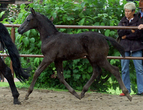 Trakehner Hengstfohlen von Showmaster u.d. Pr. u. StPrSt. Hillery v. Mnchhausen - Foto: Beate Langels, Gestt Hmelschenburg