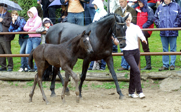 Trakehner Hengstfohlen von Showmaster u.d. Pr. u. StPrSt. Hillery v. Mnchhausen - Foto: Beate Langels, Gestt Hmelschenburg