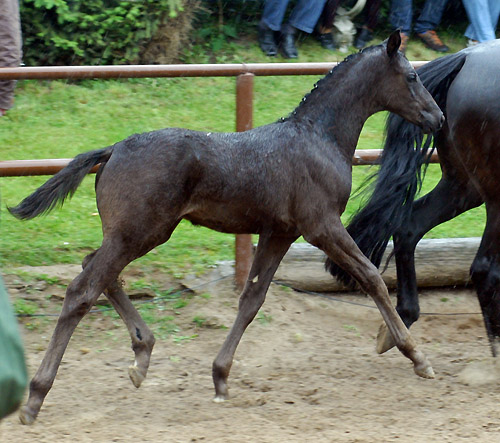 Trakehner Hengstfohlen von Showmaster u.d. Pr. u. StPrSt. Hillery v. Mnchhausen - Foto: Beate Langels, Gestt Hmelschenburg