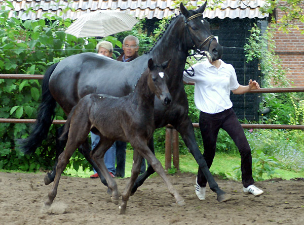 Trakehner Hengstfohlen von Showmaster u.d. Pr. u. StPrSt. Hillery v. Mnchhausen - Foto: Beate Langels, Gestt Hmelschenburg