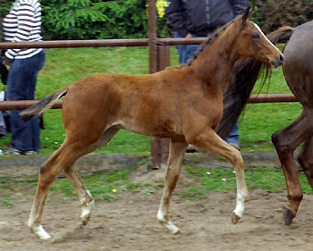 Trakehner Hengstfohlen v. Summertime u.d. Klassic v. Freudenfest u.d. Kassuben v. Enrico Caruso, Zchter: Trakehner Gestt Hmelschenburg Beate Langels