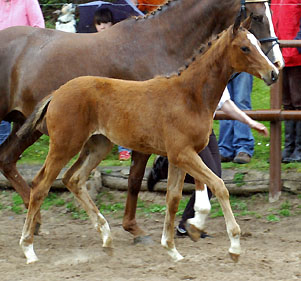 Trakehner Hengstfohlen v. Summertime u.d. Klassic v. Freudenfest u.d. Kassuben v. Enrico Caruso, Zchter: Trakehner Gestt Hmelschenburg Beate Langels