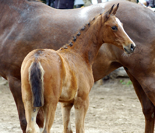 Trakehner Hengstfohlen v. Summertime u.d. Klassic v. Freudenfest u.d. Kassuben v. Enrico Caruso, Zchter: Trakehner Gestt Hmelschenburg Beate Langels