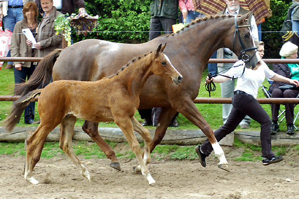 Trakehner Hengstfohlen v. Summertime u.d. Klassic v. Freudenfest u.d. Kassuben v. Enrico Caruso, Zchter: Trakehner Gestt Hmelschenburg Beate Langels