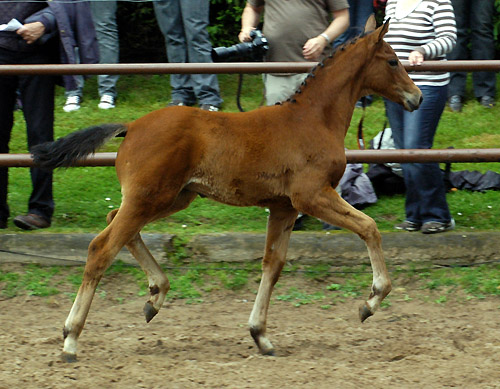Stutfohlen von Summertime u.d. Sacre Coeur v. Sixtus u.d. Schamar v. Enrico Caruso, Foto: Beate Langels