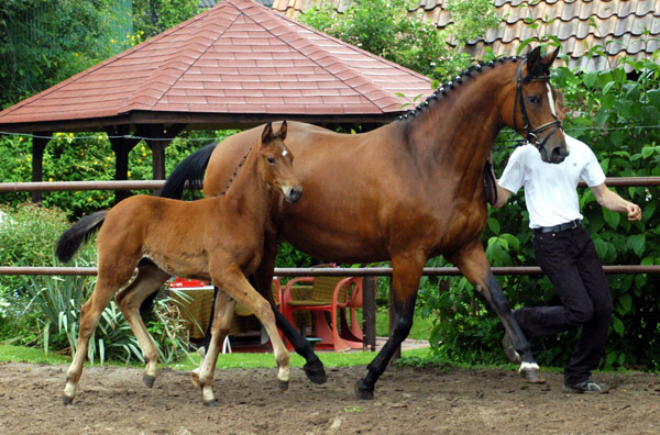 Stutfohlen von Summertime u.d. Sacre Coeur v. Sixtus u.d. Schamar v. Enrico Caruso, Foto: Beate Langels