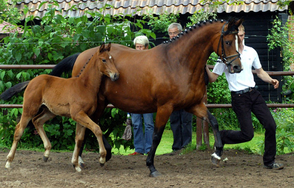 Stutfohlen von Summertime u.d. Sacre Coeur v. Sixtus u.d. Schamar v. Enrico Caruso, Foto: Beate Langels