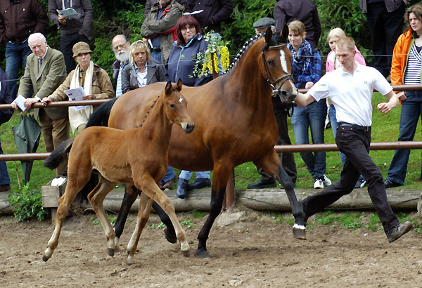 Stutfohlen von Summertime u.d. Sacre Coeur v. Sixtus u.d. Schamar v. Enrico Caruso, Foto: Beate Langels
