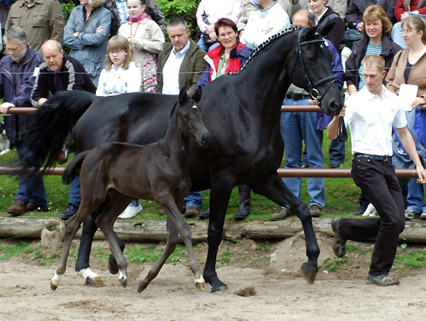 Trakehner Stutfohlen von Exclusiv u.d. Herzsopran v. Hohenstein - Radom, Zchterin: Julia Krhe
