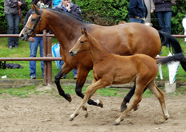 Stutfohlen von Summertime u.d. Sacre Coeur v. Sixtus u.d. Schamar v. Enrico Caruso, Foto: Beate Langels