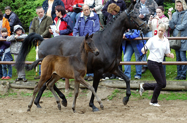 Hengstfohlen von Summertime - Herzzauber, Foto: Beate Langels