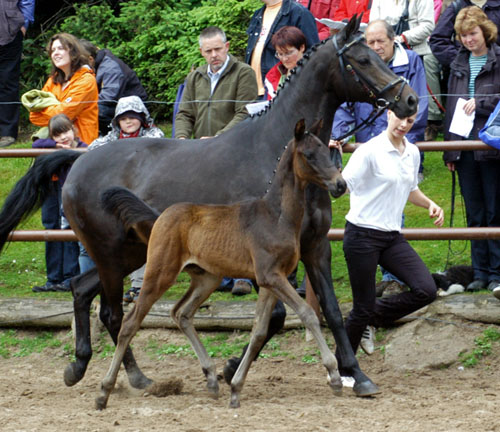 Hengstfohlen von Summertime - Herzzauber, Foto: Beate Langels