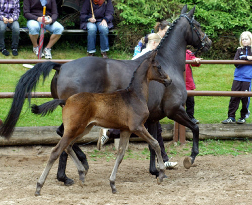 Hengstfohlen von Summertime - Herzzauber, Foto: Beate Langels