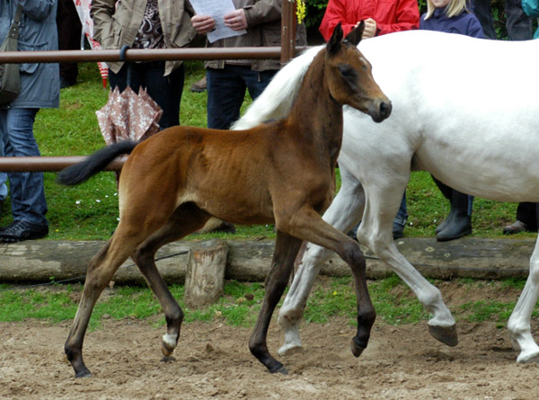 Hengstfohlen von Summertime - Herzzauber, Foto: Beate Langels