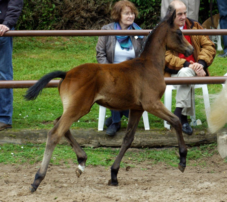Hengstfohlen von Summertime - Herzzauber, Foto: Beate Langels