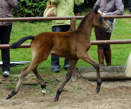 Hengstfohlen von Summertime - Herzzauber, Foto: Beate Langels