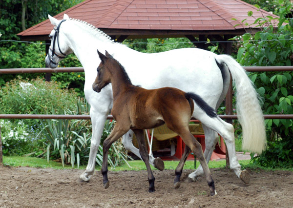 Hengstfohlen von Summertime - Herzzauber, Foto: Beate Langels